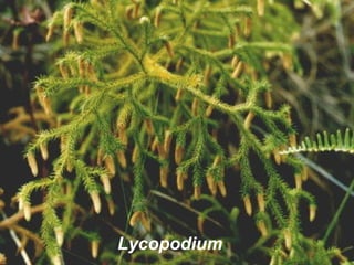 Lycopodium

 