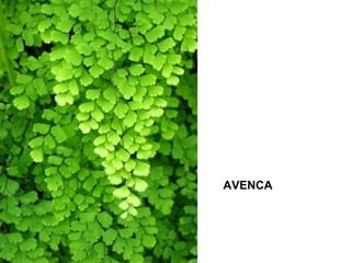 AVENCA

 