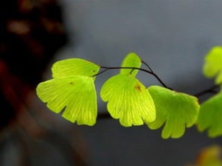 Briofitas pteridofitas