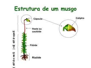 Estrutura de um musgo

( oi f ó e m G
t t
a

) n2 oi f ó ops E
( t r

Cápsula

Haste ou
caulóide

Filóide

Rizóide

Caliptra

 