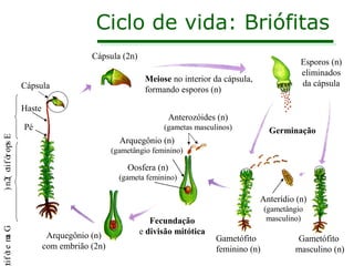 Ciclo de vida: Briófitas
Cápsula (2n)
Cápsula
Haste

Esporos (n)
eliminados
da cápsula

Meiose no interior da cápsula,
formando esporos (n)
Anterozóides (n)

Pé
) n2( o i f ór ops E
t

(gametas masculinos)

Germinação

Arquegônio (n)
(gametângio feminino)

Oosfera (n)
(gameta feminino)

ti f ó e m G
t a

Anterídio (n)

Arquegônio (n)
com embrião (2n)

Fecundação
e divisão mitótica

(gametângio
masculino)

Gametófito
feminino (n)

Gametófito
masculino (n)

 