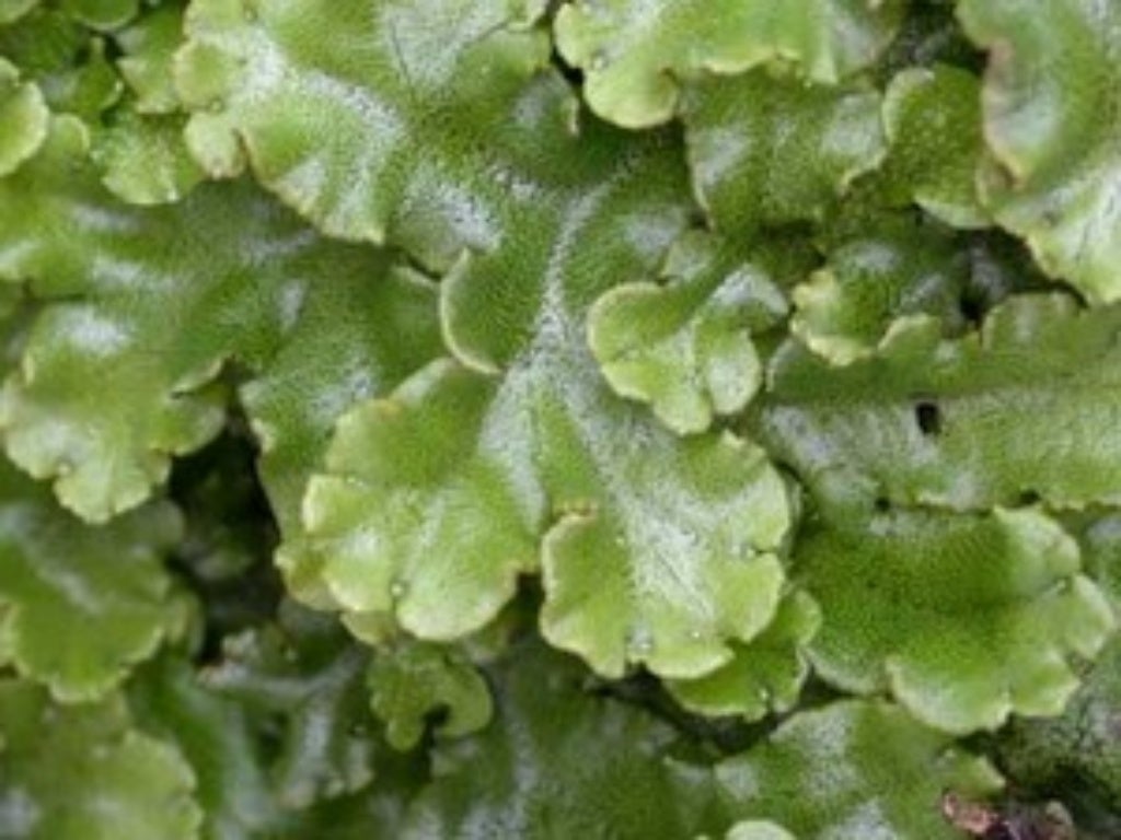 Briofitas Pteridofitas