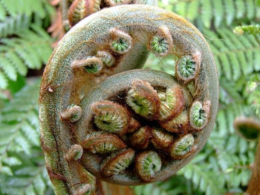 Briofitas Pteridofitas