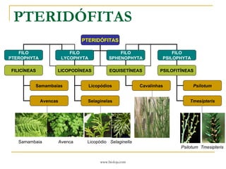 PTERIDÓFITAS PTERIDÓFITAS FILO PTEROPHYTA FILO LYCOPHYTA FILO SPHENOPHYTA FILO PSILOPHYTA EQUISETÍNEAS FILICÍNEAS Samambaias Avencas LICOPODÍNEAS Licopódios Selaginelas Cavalinhas PSILOFITÍNEAS Psilotum Tmesipteris Samambaia Avenca Licopódio Selaginella Psilotum Tmesipteris 