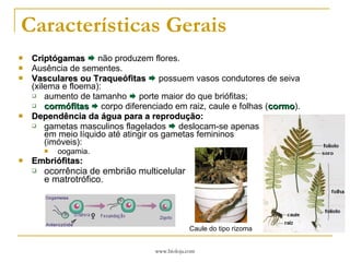 Características Gerais Criptógamas     não produzem flores. Ausência de sementes. Vasculares ou Traqueófitas     possuem vasos condutores de seiva (xilema e floema): aumento de tamanho    porte maior do que briófitas; cormófitas      corpo diferenciado em raiz, caule e folhas ( cormo ). Dependência da água para a reprodução: gametas masculinos flagelados    deslocam-se apenas  em meio líquido até atingir os gametas femininos  (imóveis): oogamia. Embriófitas: ocorrência de embrião multicelular  e matrotrófico. Caule do tipo rizoma 