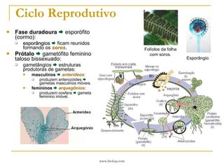 Ciclo Reprodutivo Fase duradoura     esporófito (cormo): esporângios     ficam reunidos formando os  soros . Prótalo     gametófito feminino taloso bissexuado: gametângios    estruturas produtoras de gametas: masculinos      anterídeos : produzem anterozóides    gametas masculinos móveis. femininos      arquegônios : produzem oosfera    gameta feminino imóvel. Folíolos da folha com soros. Esporângio 