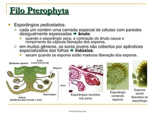 Filo Pterophyta Esporângios pedicelados: cada um contém uma camada especial de células com paredes desigualmente espessadas     ânulo : quando o esporângio seca, a contração do ânulo causa o rompimento da cápsula liberação dos esporos. em muitos gêneros, os soros jovens são cobertos por apêndices especializados das folhas     indúsios : secam quando os esporos estão maduros liberação dos esporos. Esporângio contendo esporos Esporos sendo liberados do esporângio Esporângios reunidos nos soros 