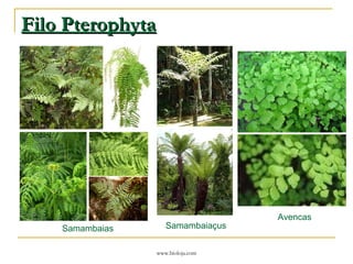 Filo Pterophyta Avencas Samambaiaçus Samambaias 