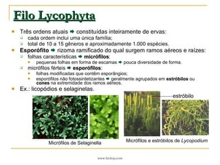 Filo Lycophyta Três ordens atuais    constituídas inteiramente de ervas: cada ordem inclui uma única família; total de 10 a 15 gêneros e aproximadamente 1.000 espécies. Esporófito     rizoma ramificado do qual surgem ramos aéreos e raízes: folhas características     micrófilos : pequenas folhas em forma de escamas    pouca diversidade de forma. micrófilos férteis     esporófilos : folhas modificadas que contêm esporângios; esporófilos não fotossintetizantes    geralmente agrupados em  estróbilos  ou  cones  na extremidade dos ramos aéreos. Ex.: licopódios  e selaginelas. Micrófilos de Selaginella estróbilo Micrófilos e estróbilos de  Lycopodium 