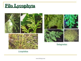 Filo Lycophyta Licopódios Selaginelas 