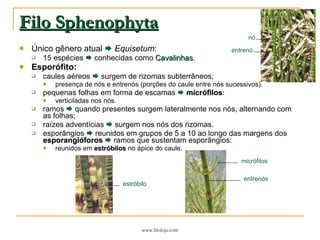 Filo Sphenophyta Único  gênero atual      Equisetum : 15 espécies    conhecidas como  Cavalinhas . Esporófito: caules aéreos    surgem de rizomas subterrâneos; presença de nós e entrenós (porções do caule entre nós sucessivos). pequenas folhas em forma de escamas     micrófilos : verticiladas nos nós.  ramos    quando presentes surgem lateralmente nos nós, alternando com as folhas; raízes adventícias    surgem nos nós dos rizomas. esporângios     reunidos em   grupos de 5 a 10 ao longo das margens dos  esporangióforos      ramos que sustentam esporângios: reunidos em  estróbilos  no ápice do caule. estróbilo micrófilos entrenós nó entrenó 