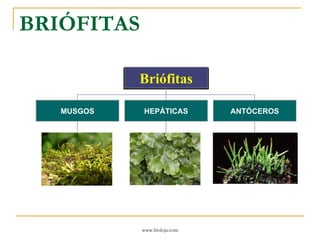 BRIÓFITAS MUSGOS HEPÁTICAS ANTÓCEROS Briófitas 