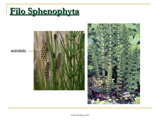 Filo Sphenophyta estróbilo 