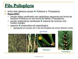 Filo Psilophyta Inclui dois gêneros atuais     Psilotum  e  Tmesipteris . Esporófito: porção aérea ramificada com apêndices pequenos em forma de escama ( Psilotum ) ou em forma de folhas ( Tmesipteris ); porção subterrânea ramificada     sistema de rizomas com muitos rizóides. esporos    produzidos em esporângios: agregados em grupos de 3 nas terminações de ramos laterais curtos. Tmesipteris Psilotum esporângio 