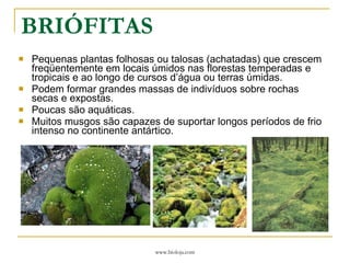 BRIÓFITAS Pequenas plantas folhosas ou talosas (achatadas) que crescem freqüentemente em locais úmidos nas florestas temperadas e tropicais e ao longo de cursos d’água ou terras úmidas. Podem formar grandes massas de indivíduos sobre rochas secas e expostas. Poucas são aquáticas. Muitos musgos são capazes de suportar longos períodos de frio intenso no continente antártico. 
