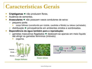 Características Gerais Criptógamas     não produzem flores. Ausência de sementes. Avasculares     não possuem vasos condutores de seiva: pequeno porte: corpo folhoso (constituído por rizóide, caulóide e filóide) ou taloso (achatado). distribuição    principalmente em ambientes úmidos e sombreados. Dependência da água também para a reprodução: gametas masculinos flagelados    deslocam-se apenas em meio líquido até atingir os gametas femininos (imóveis): oogamia. Corpo taloso Corpo folhoso 