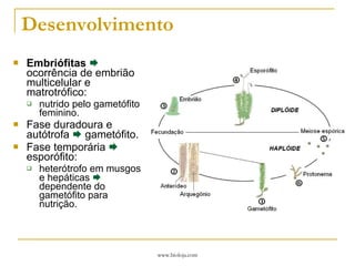 Desenvolvimento Embriófitas     ocorrência de embrião multicelular e matrotrófico: nutrido pelo gametófito feminino. Fase duradoura e autótrofa    gametófito. Fase temporária    esporófito: heterótrofo em musgos e hepáticas    dependente do gametófito para nutrição.  