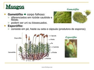 Musgos Gametófito     corpo folhoso: diferenciados em rizóide caulóide e  filóide; podem ser uni ou bissexuados. Esporófito: consiste em pé, haste ou seta e cápsula (produtora de esporos); Gametófito Esporófito 