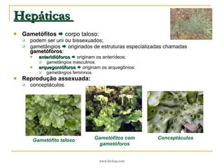 Hepáticas  Gametófitos     corpo taloso: podem ser uni ou bissexuados; gametângios    originados de estruturas especializadas chamadas  gametóforos : anteridióforos     originam os anterídeos: gametângios masculinos. arquegonióforos     originam os arquegônios: gametângios femininos. Reprodução assexuada: conceptáculos. Gametófito taloso Gametófitos com gametóforos Conceptáculos 