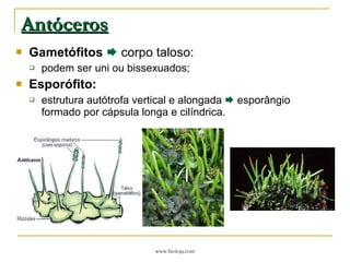 Antóceros   Gametófitos     corpo taloso: podem ser uni ou bissexuados; Esporófito: estrutura autótrofa vertical e alongada    esporângio formado por cápsula longa e cilíndrica. 