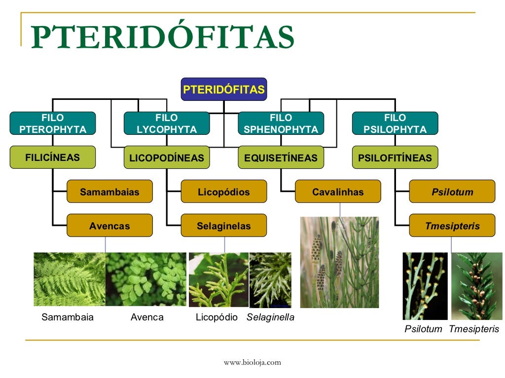 Briofitas Pteridofitas Bioloja