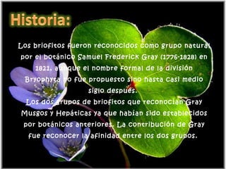 Los briofitos fueron reconocidos como grupo natural por el botánico Samuel Frederick Gray (1776-1828) en 1821, aunque el n...