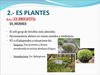 2.- ES PLANTES 2.1.- ES BRIOFITS: ES  MOSSES Ei eth grop de briofits mès abondiu Normaument abiten en zònes umides e ombrères N’i a d’adaptades a situacions de: Sequèra:  Era  grimmia  a forma  arrodonida ta esvitar pèrdues d’aigua Inundacions:  Ex:  Sphagnum   