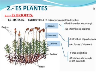 2.- ES PLANTES 2.1.- ES BRIOFITS: ES  MOSSES  :  ESTRUCTURA     Estructura complèta de tallus: - Fòrça abondius - Creishen ath torn de tot eth caulòide - Part finau der  esporangi - Se i formen es espòres - Estructura reproductora - An forma d’hilament h 