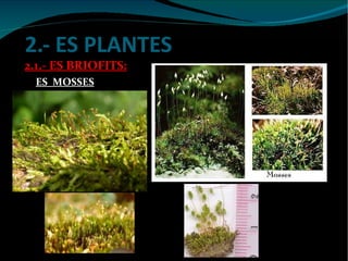 2.- ES PLANTES 2.1.- ES BRIOFITS: ES  MOSSES 
