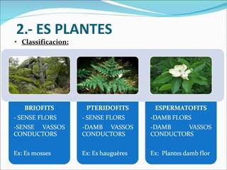 2.- ES PLANTES Classificacion: 