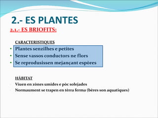 2.- ES PLANTES 2.1.- ES BRIOFITS: CARACTERISTIQUES Plantes senzilhes e petites Sense vassos conductors ne flors Se reprodusissen mejançant espòres HÀBITAT Viuen en zònes umides e pòc solejades Normaument se trapen en tèrra ferma (bères son aquatiques) 