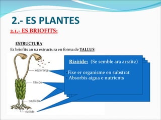 2.- ES PLANTES 2.1.- ES BRIOFITS: ESTRUCTURA Es briofits an ua estructura en forma de  TALLUS Caulòide:   (Se semble ara camèra) Pòt èster fòrça ramificat Fillòide:   (Se semble as huelhes) Absorbissen es gasi (O2 e CO2) Esporangi: Ei era estructura reproductora Rizòide:   (Se semble ara arraïtz) Fixe er organisme en substrat Absorbís aigua e nutrients 