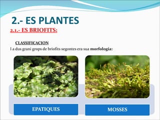 2.- ES PLANTES 2.1.- ES BRIOFITS: CLASSIFICACION I a dus grani grops de briofits segontes era sua  morfologia: 