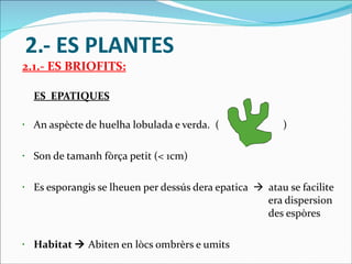 2.- ES PLANTES 2.1.- ES BRIOFITS: ES  EPATIQUES An aspècte de huelha lobulada e verda.  (  ) Son de tamanh fòrça petit (< 1cm) Es esporangis se lheuen per dessús dera epatica     atau se facilite    era dispersion    des espòres Habitat     Abiten en lòcs ombrèrs e umits 