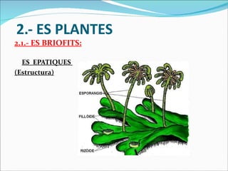 2.- ES PLANTES 2.1.- ES BRIOFITS: ES  EPATIQUES  (Estructura) 