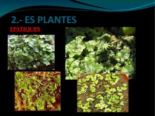 2.- ES PLANTES EPATIQUES ES  EPATIQUES 