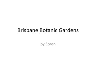 Brisbane Botanic Gardens
by Soren
 