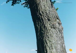 the bris report 2004 : calls from children and young people




                                                  15
 