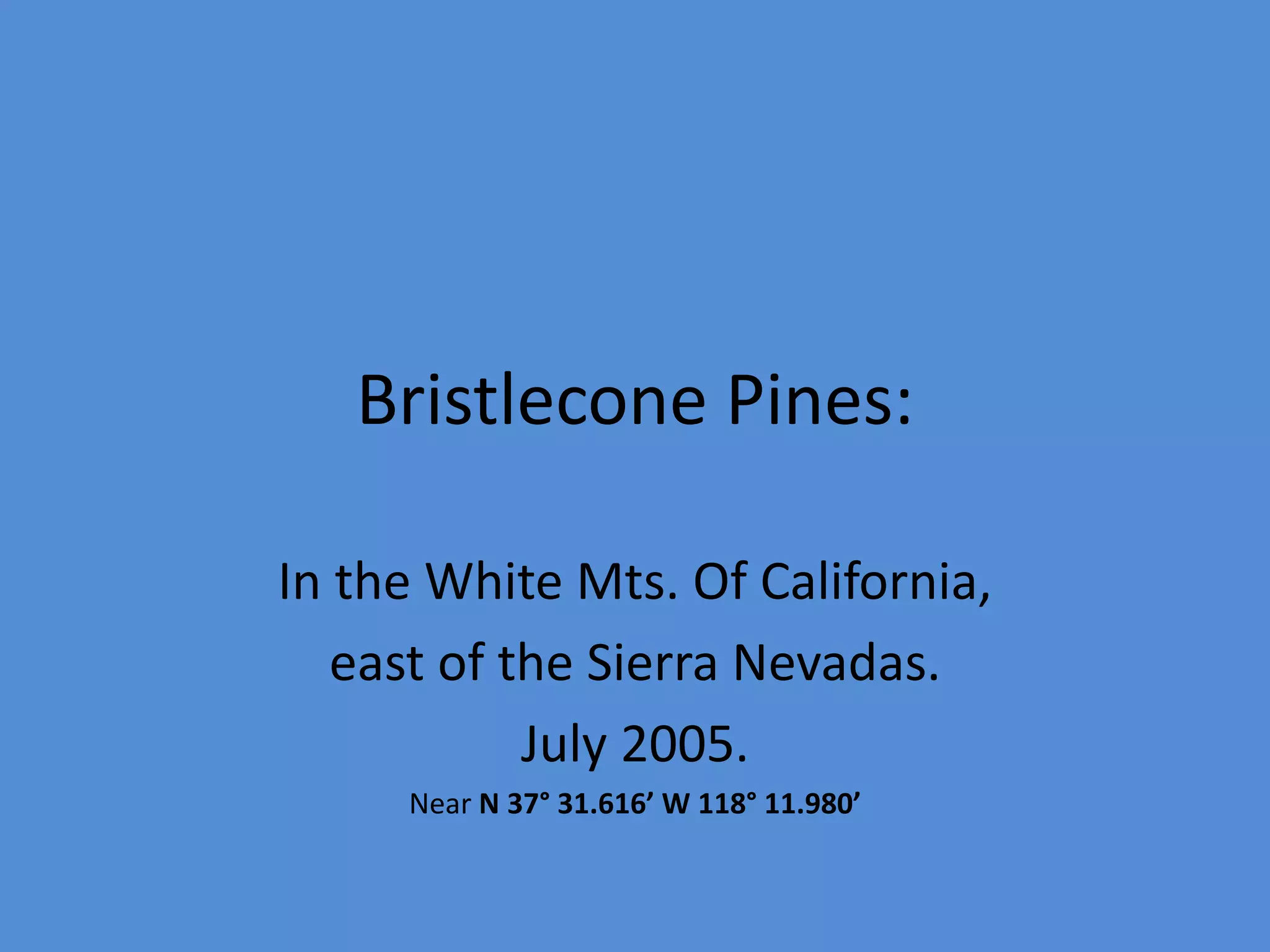 Bristlecone Pines:
In the White Mts. Of California,
east of the Sierra Nevadas.
July 2005.
Near N 37° 31.616’ W 118° 11.980’