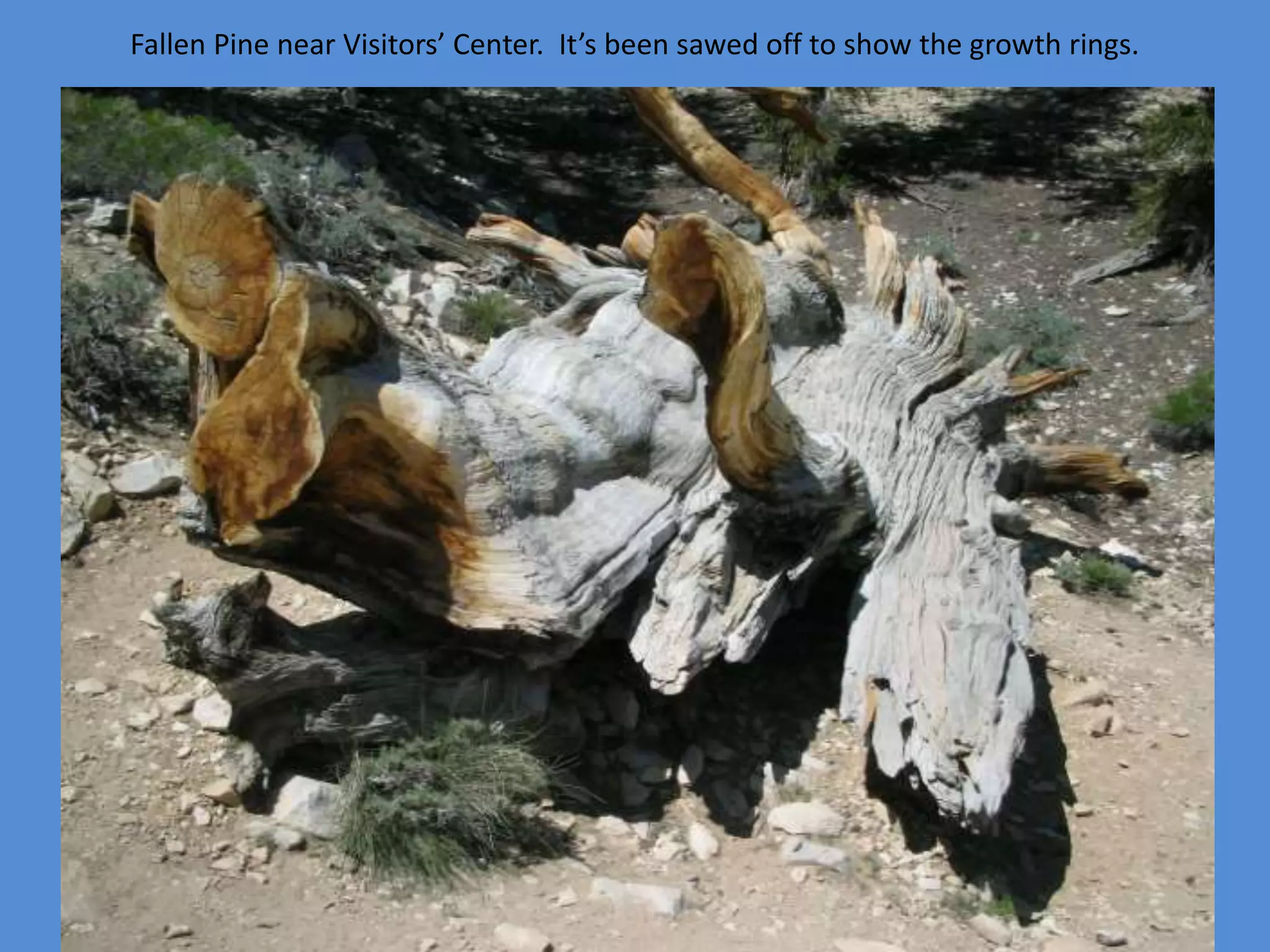 Fallen Pine near Visitors’ Center. It’s been sawed off to show the growth rings.