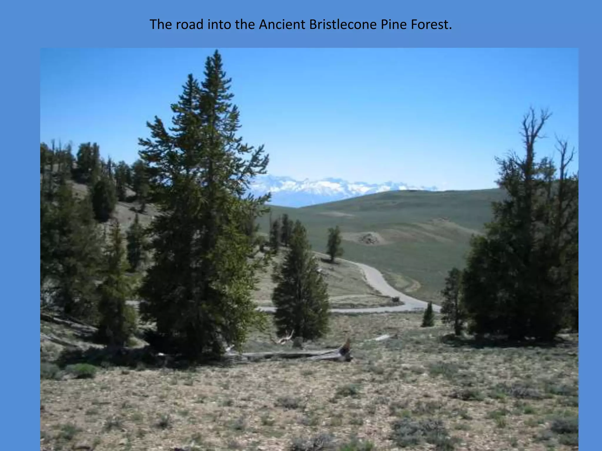 The road into the Ancient Bristlecone Pine Forest.