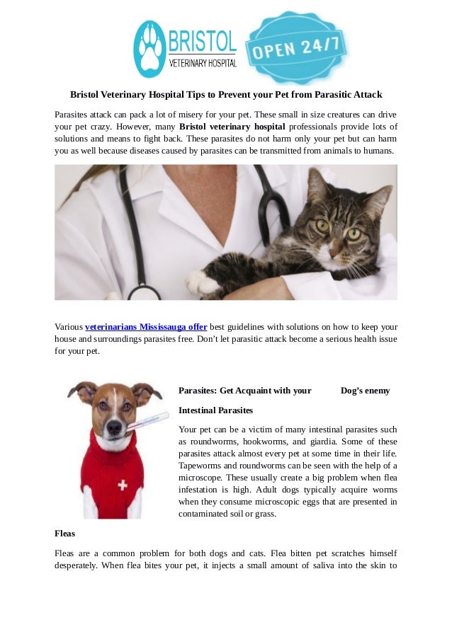 solutions veterinary hospital