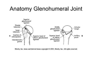 Anatomy Glenohumeral Joint
 