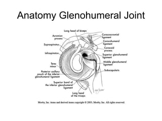 Anatomy Glenohumeral Joint
 
