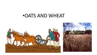 •OATS AND WHEAT
 