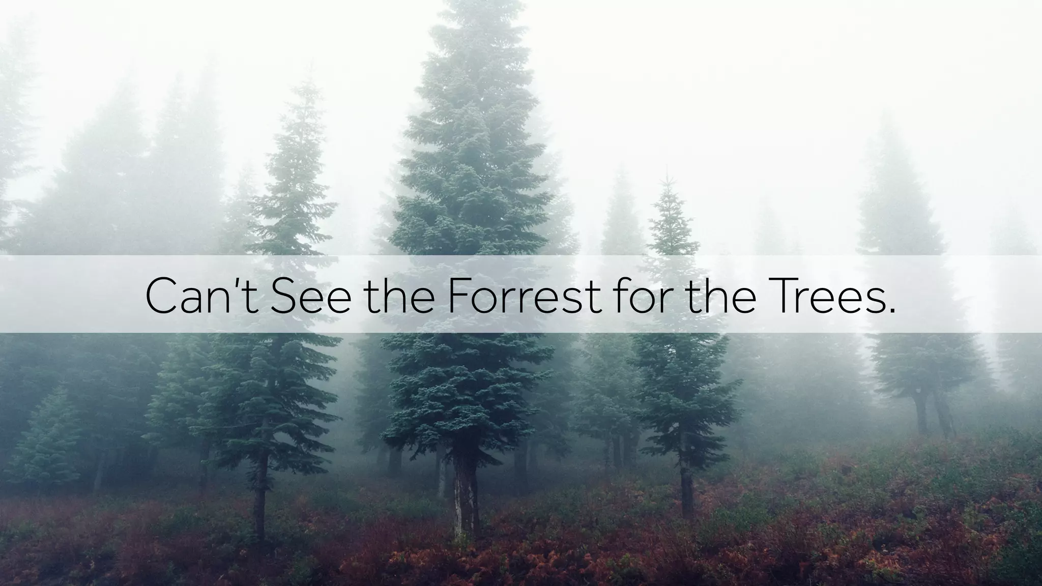 Can’t See the Forrest for the Trees.
 