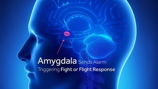 Amygdala Sends Alarm
Triggering Fight or Flight Response
 