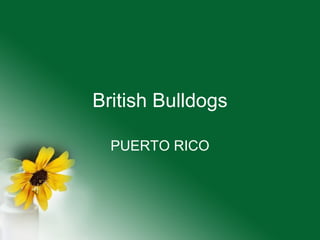 British Bulldogs PUERTO RICO 