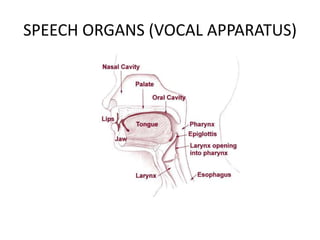 SPEECH ORGANS (VOCAL APPARATUS)
 