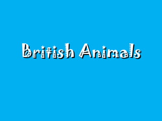 British Animals 